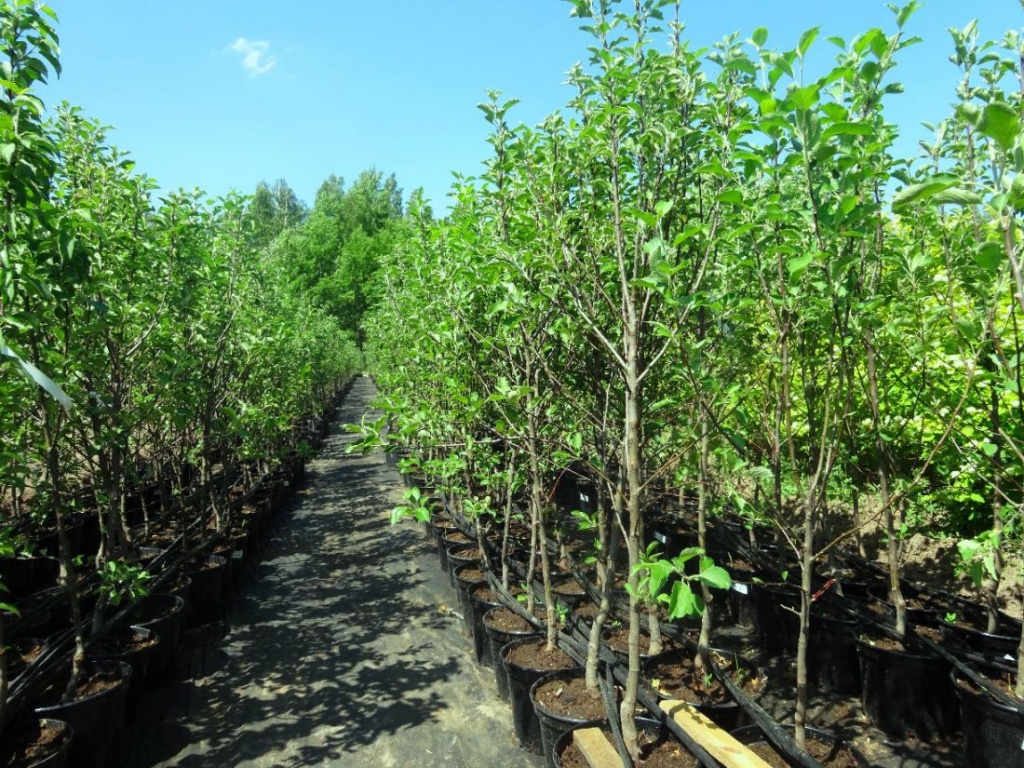 jabloni.jpg jabloniRiad.jpg