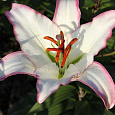 Лилия восточная Хотлайн