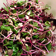 Микрозелень  Редис Микрозелень  Редис