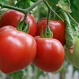 Томат Сердце Сибири Томат Сердце Сибири