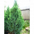 Можжевельник китайский Монарх