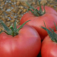 Томат Розанна F1 Томат Розанна F1