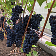 Виноград плодовый Левокумский