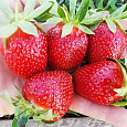 Земляника садовая Камароза Земляника садовая Камароза