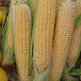 Кукуруза Золотой батам