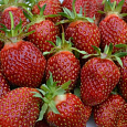 Земляника садовая Кокинская ранняя Земляника садовая Кокинская ранняя