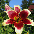 Лилия ОТ-гибрид Ред Дач