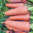 Морковь Каскад F1