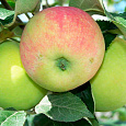Яблоня  Сергиана