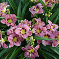Лилейник гибридный Олвейз Афтенун