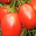 Томат Победитель Томат Победитель