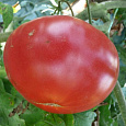 Томат Розовый гигант Томат Розовый гигант