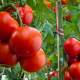 Томат Ангел F1 Томат Ангел F1