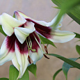 Лилия видовая Куси Мая