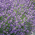 Лаванда узколистная Гроссо
