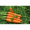 Морковь Ройал Форто