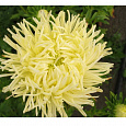 Астра коготковая Желтая Астра коготковая Желтая