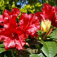 Рододендрон ползучий Скарлет Вондэ