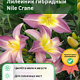 Лилейник гибридный Nile Crane