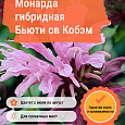 Монарда гибридная Бьюти ов Кобэм