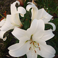 Лилия ЛО-гибрид Вайт Триумф