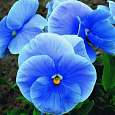 Анютины глазки Ясные кристаллы голубые Анютины глазки Ясные кристаллы голубые