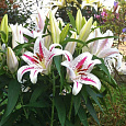 Лилия восточная Солюшн