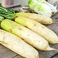 Дайкон  Русский размер F1