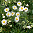 Маргаритка многолетняя