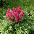 Астильба японская Koln Астильба японская Koln