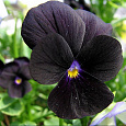 Анютины глазки Черный король Анютины глазки Черный король