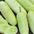 Огурец  Белый хруст F1