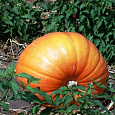 Тыква крупноплодная Стофунтовая