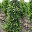 Ель сербская Pendula