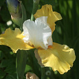 Ирис германский Yes