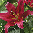 Лилия восточная Бакарди