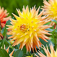 Георгина Кактусовая Райзин Сан