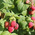 Малина обыкновенная Исполин
