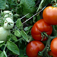 Томат Сибирский скороспелый Томат Сибирский скороспелый