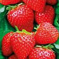 Земляника садовая Аромас