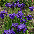 Ирис сибирский Раффлд Велвет Ирис сибирский Раффлд Велвет