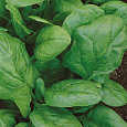 Шпинат Жирнолистный Шпинат Жирнолистный