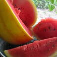 Арбуз  Подарок солнца