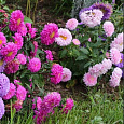 Астра низкорослая Малютка